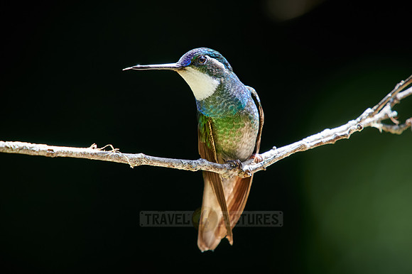 male white-throated mountaingem or white-throated mountain-gem (Lampornis castaneoventris)