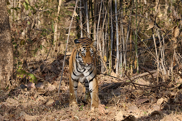 Bengal tiger (Panthera tigris tigris)
