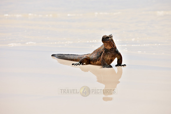 Marine Iguana, Amblyrhynchus cristatus