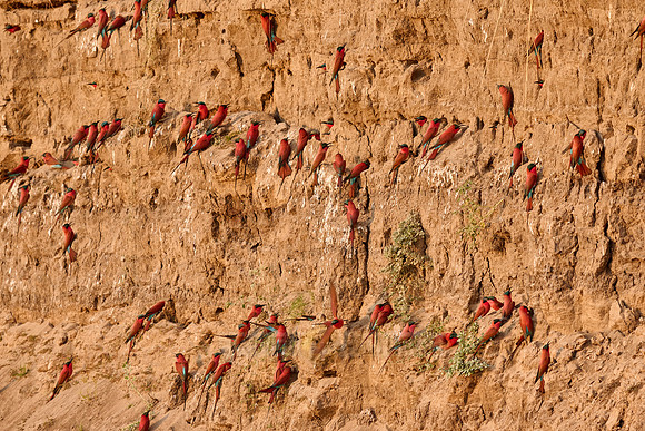 Kolonie Karminspinte (Merops nubicus) |southern carmine bee-eater (Merops nubicoides)|