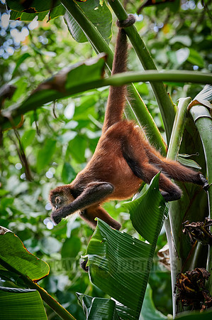 ornate spider monkey (Ateles geoffroyi ornatus)