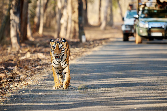 Bengal tiger (Panthera tigris tigris) walking in front of safari cars