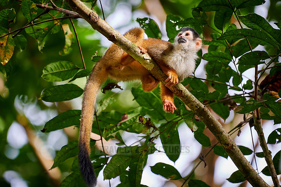 Central American squirrel monkey or red-backed squirrel monkey