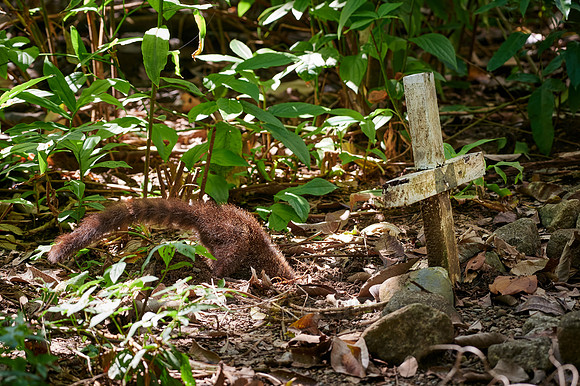 White-nosed Coati, Nasua narica