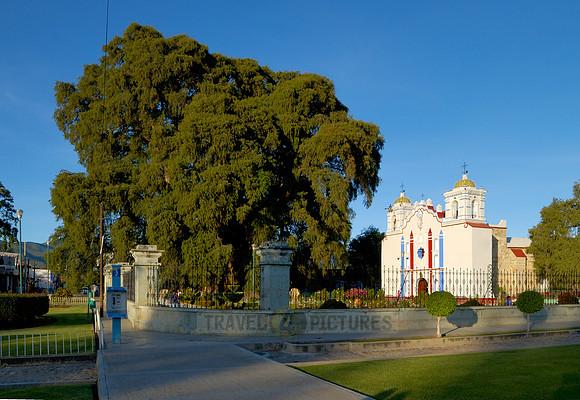 Arbol del Tule and church SANTA MARIA DEL TULE