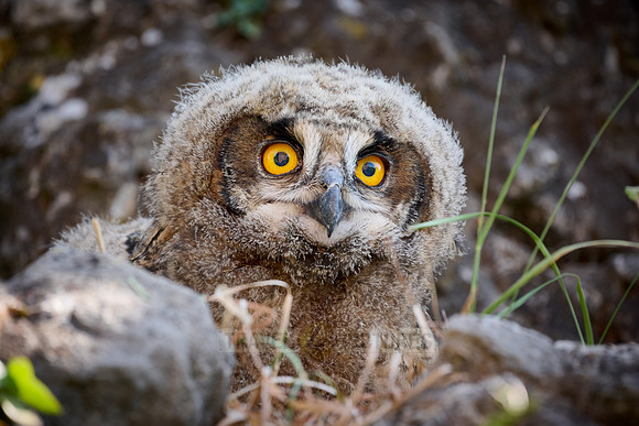 Eurasian eagle-owl (Bubo bubo), youngster on a rock