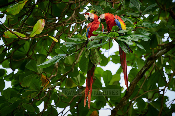 pair of Scarlet macaw (Ara macao)