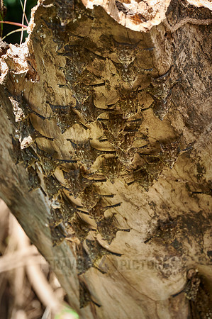Proboscis bats or long-nosed bats (Rhynchonycteris naso)