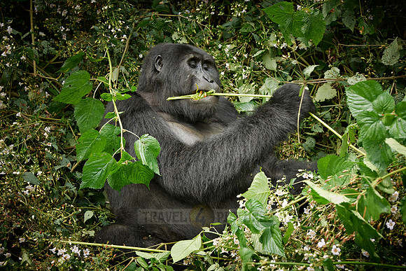eating mountain gorilla [Gorilla beringei beringei]