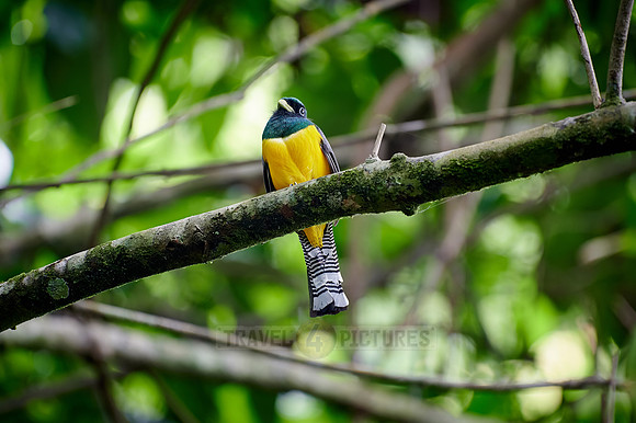Black-throated trogon (Trogon rufus)