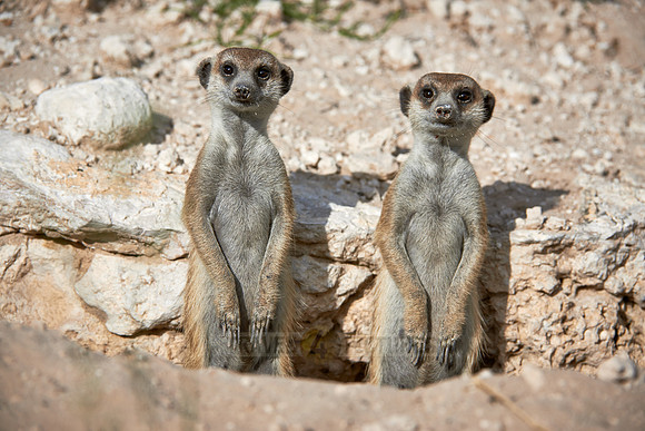 meerkat or suricate, Suricata suricatta
