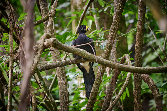 Male Great Curassow in rainforest