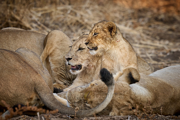 pride of lioness (Panthera leo) with cubs