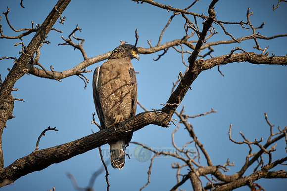 Crested serpent eagle, Spilornis cheela