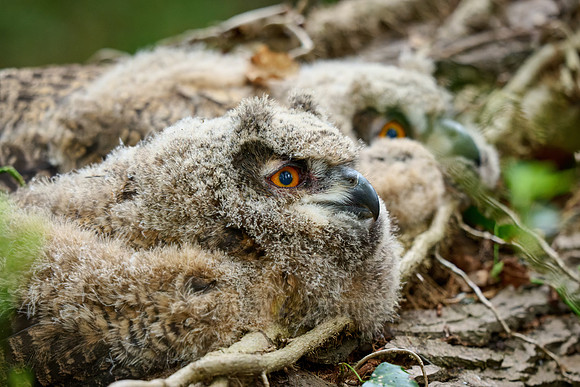 two Eurasian eagle-owl fledgling