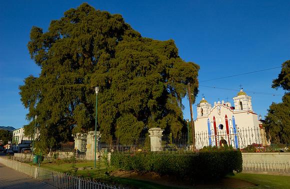 Arbol del Tule and church SANTA MARIA DEL TULE