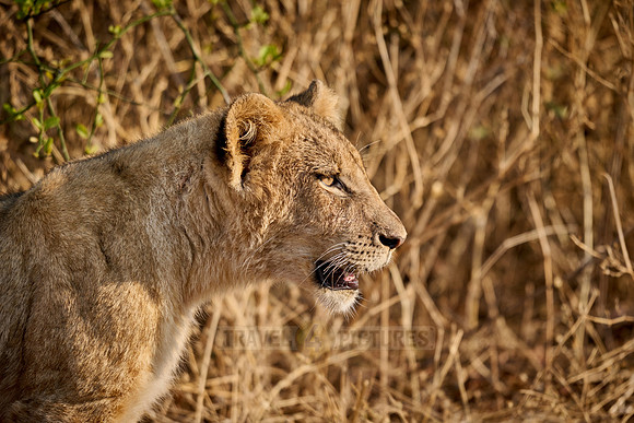 portaet of a lion cub (Panthera leo)