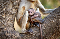 The northern plains gray langur (Semnopithecus entellus), also known as the sacred langur, Bengal sacred langur and Hanuman langur