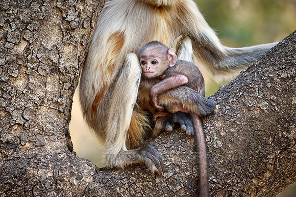 The northern plains gray langur (Semnopithecus entellus), also known as the sacred langur, Bengal sacred langur and Hanuman langur