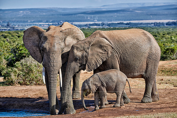 elephants with youngster