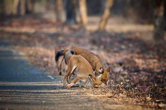 pack of dhole (Cuon alpinus) or indian wild dog