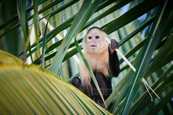 Panamanian white-faced capuchin (Cebus imitator)|