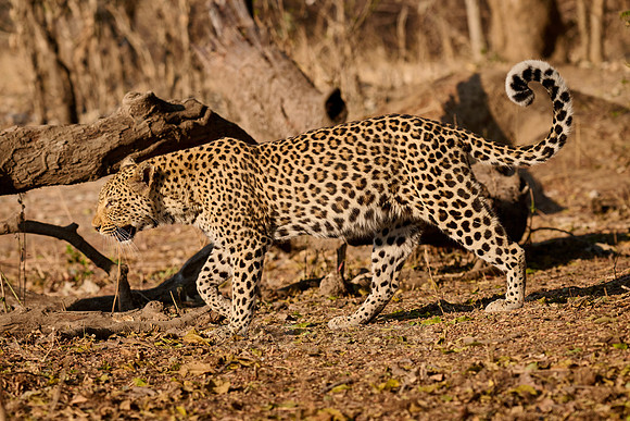African leopard (Panthera pardus pardus)