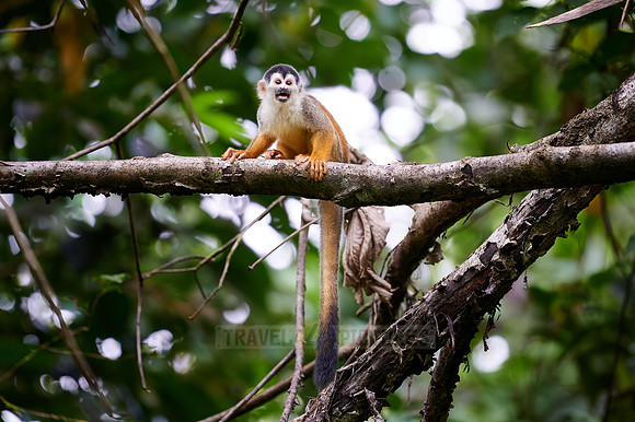 Central American squirrel monkey or red-backed squirrel monkey