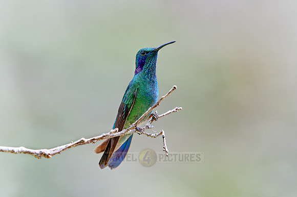 lesser violetear (Colibri cyanotus)