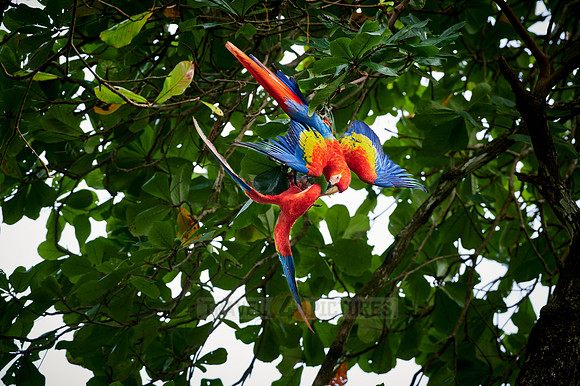 pair of Scarlet macaw (Ara macao)
