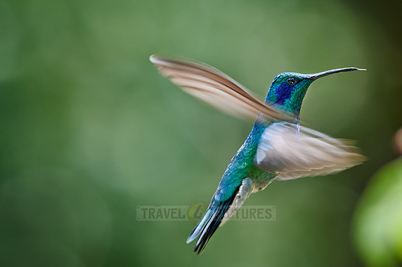 lesser violetear (Colibri cyanotus)