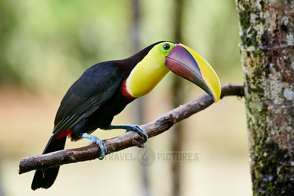 chestnut-mandibled toucan or Swainson's toucan