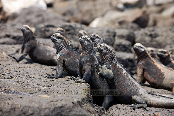 Marine Iguana, Amblyrhynchus cristatus