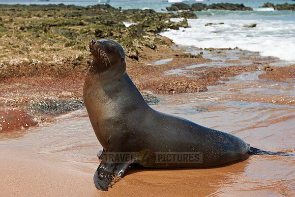 Galapagos-Seelöwe, Zalophus wollebaeki |Galapagos Sea Lion, Zalophus wollebaeki|
