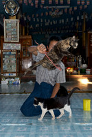 Jumping Cat in Nga Phe Kyaung Monastery