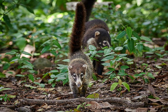 young White-nosed Coati, Nasua narica