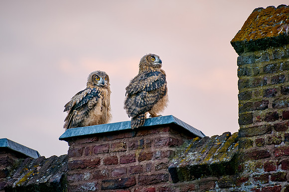 Eurasian eagle-owl (Bubo bubo), two youngster on a wall