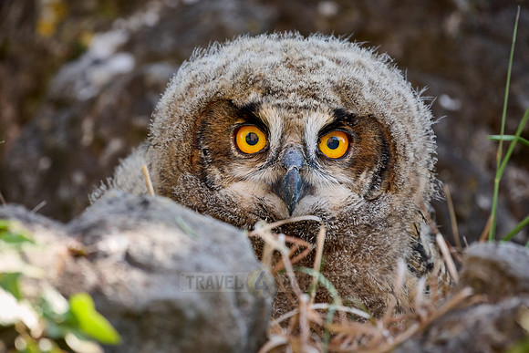 Eurasian eagle-owl (Bubo bubo), youngster on a rock