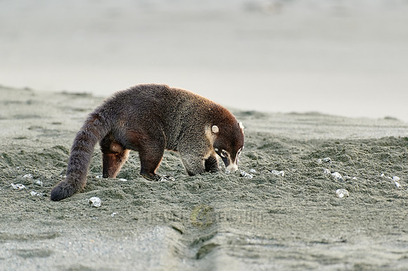 White-nosed Coati plunders nest with turtle eggs