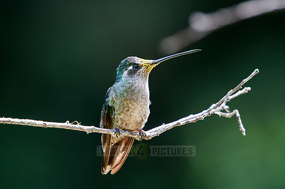Talamanca hummingbird or Magnificent hummingbird (Eugenes spectabilis)