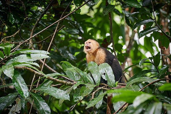 Panamanian white-faced capuchin (Cebus imitator)