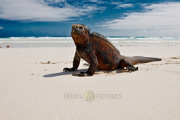 Marine Iguana, Amblyrhynchus cristatus