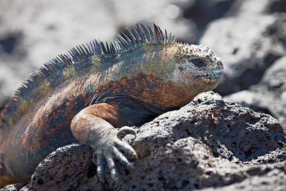 Marine Iguana, Amblyrhynchus cristatus