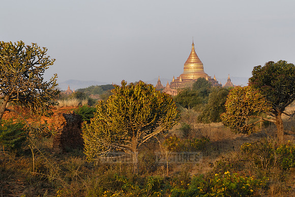 Ballons over Bagan