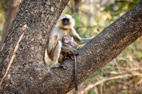The northern plains gray langur (Semnopithecus entellus), also known as the sacred langur, Bengal sacred langur and Hanuman langur