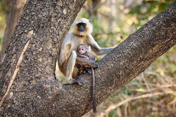 The northern plains gray langur (Semnopithecus entellus), also known as the sacred langur, Bengal sacred langur and Hanuman langur