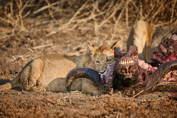 lion cub (Panthera leo) at buffalo kill