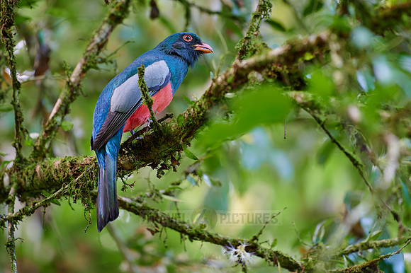Slaty-tailed trogon (Trogon massena)