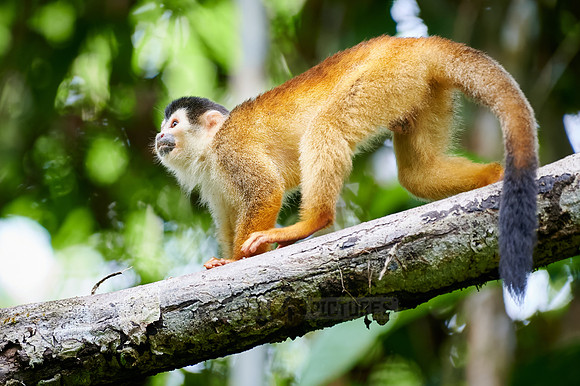 Central American squirrel monkey or red-backed squirrel monkey