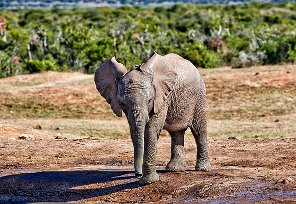 young African bush elephant